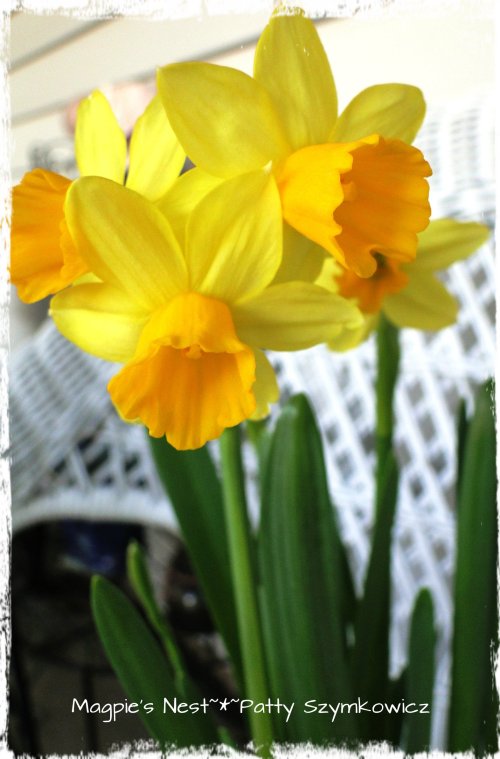 Trader Joes Daffodils