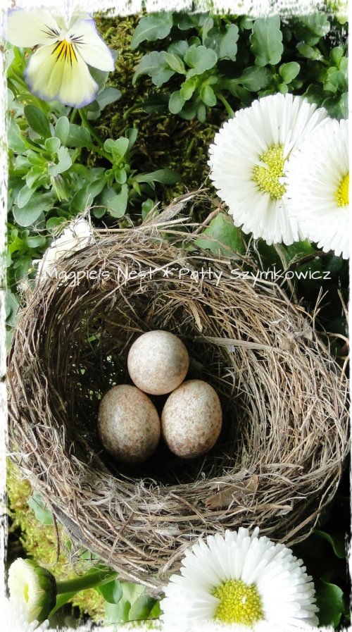 Wren nest and eggs