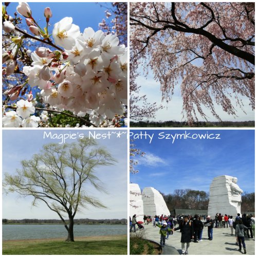 Cherry Blossoms 7 Apr 13
