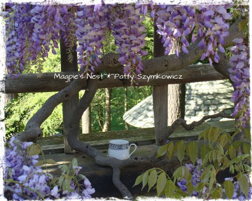 Wisteria with a view