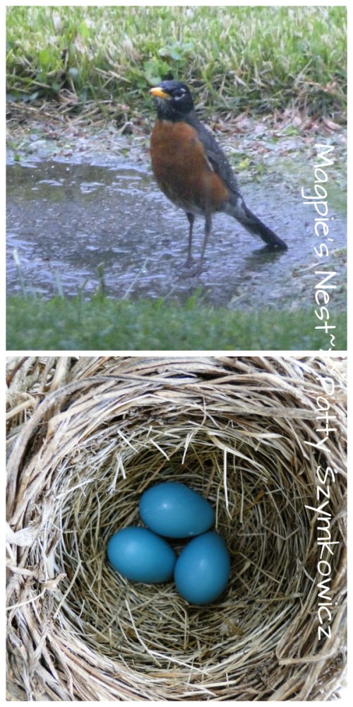 Robins almost clutch of eggs
