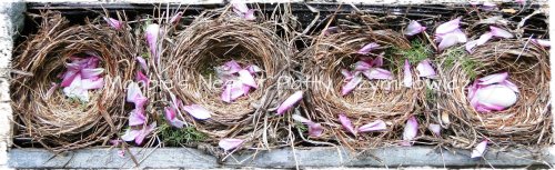 Robin's Nests 4