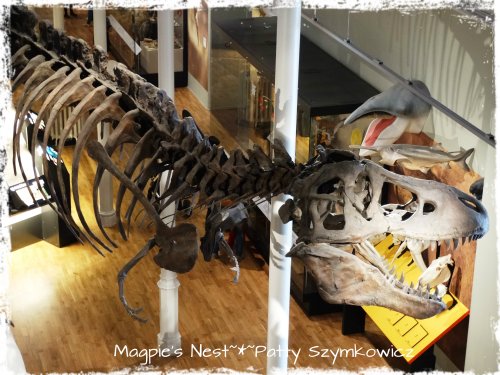 #20 Dino  Museum of Scotland Edinburgh