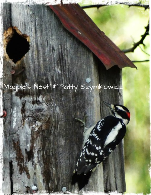 Busy Woodpecker in our garden