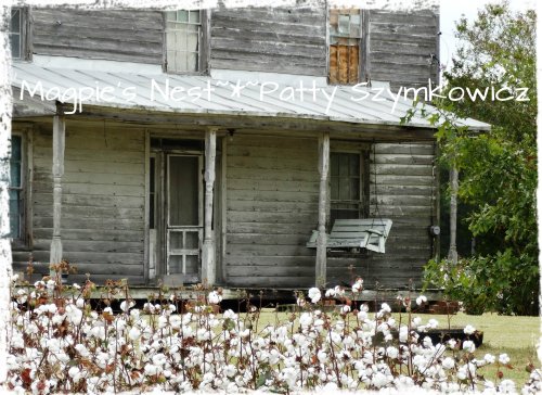 Cotton field Rt 32 NC (2)