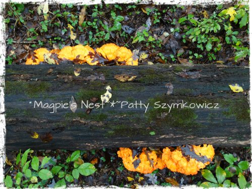 Walney Woods Fungi (1)