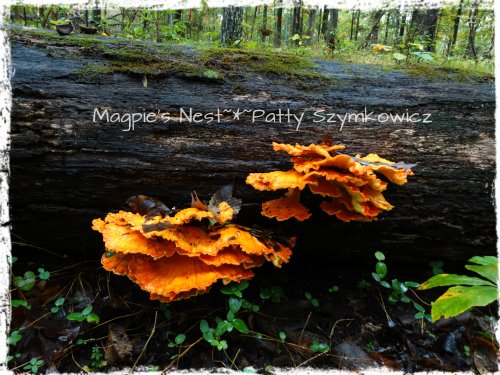 Walney Woods Fungi (2)