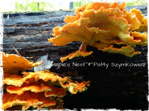Walney Woods Fungi (3)