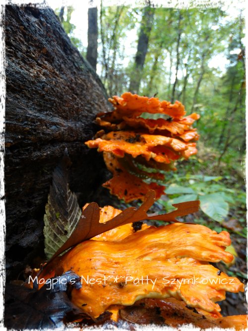 Walney Woods Fungi (4)