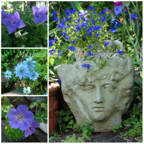 some blue in our Virginia Garden