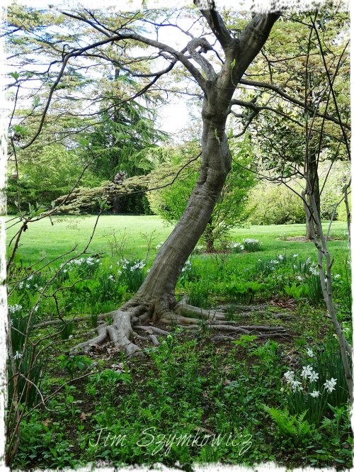 Magpie's Nest Dumbarton tree roots