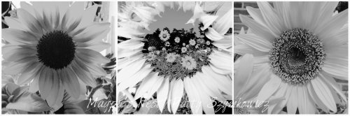 Magpie's Nest Patty Szymkowicz black n white sunflowers