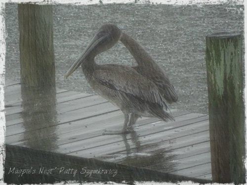 Magpie's Nest pelican in RAIN