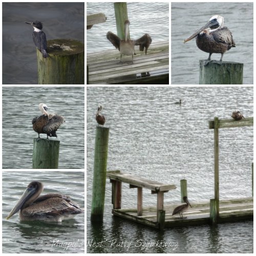 Ocracoke Pelicans and Kingfisher