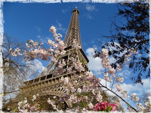 Magpie's Nest La Tour Eiffel