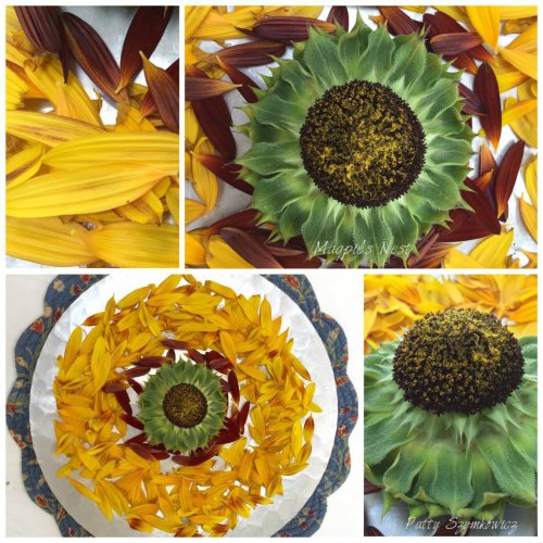 magpies-nest-sunflower-mandala-and-petals