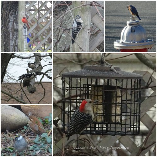 magpies-nest-patty-szymkowicz-virginia-birds